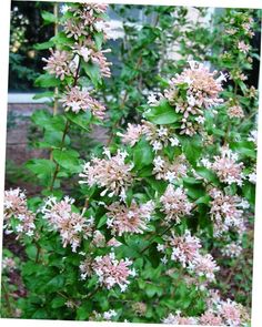 pink flowers are blooming in the garden