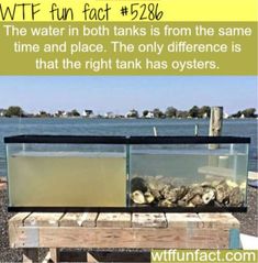 a fish tank sitting on top of a wooden table next to the ocean and water