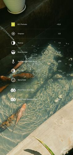 an image of fish in the water with different types of information on it's side