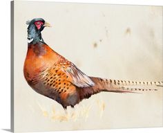 a watercolor painting of a pheasant