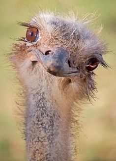 an ostrich is looking at the camera