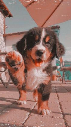 a dog and cat are walking together outside