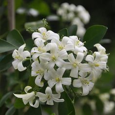 white flowers with green leaves in the background