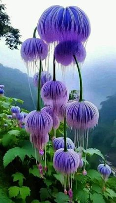 purple flowers are growing on the side of a mountain