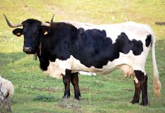 a large black and white cow standing on top of a grass covered field next to a sheep