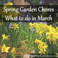 yellow daffodils in the garden with text saying spring garden chores what to do in march