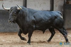 a black bull with large horns walking in an enclosed area next to a brick building