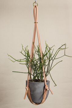 a plant in a pot hanging from a hook