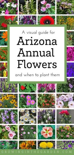 a visual guide for growing annual flowers and when to plant them