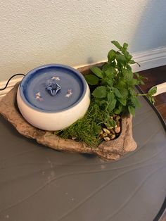 a potted plant sitting on top of a wooden table next to a water fountain