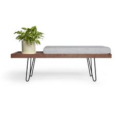 a plant sitting on top of a wooden shelf next to a bench with hairpin legs