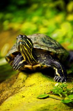 a turtle sitting on top of a moss covered rock