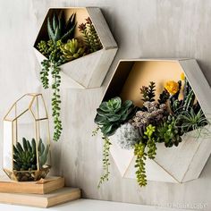 two hexagonal planters with succulents on them