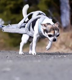 a small dog with a backpack on it's back is running down the street