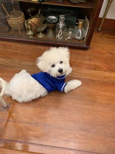 a small white dog wearing a blue shirt sitting on the floor in front of a mirror