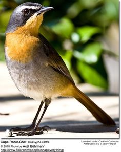 a small bird standing on the ground in front of some leaves