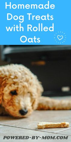 a dog laying on the floor next to a piece of bread that says homemade dog treats with rolled oats