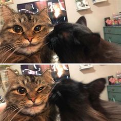 two pictures of a cat that is looking at the camera