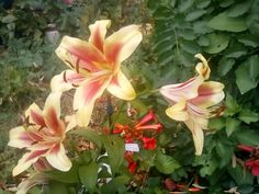 some yellow and red flowers are in the grass