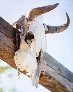 an animal's skull is mounted on the side of a wooden pole with long horns