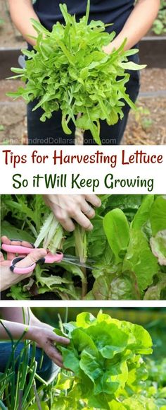 some plants that are growing in the ground and on top of each other, with text overlay saying tips for harvesting lettuce so it will keep growing