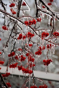 some red berries hanging from a tree with icicles on them and water drops falling off the branches