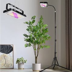 a potted plant sitting on top of a white table next to a light fixture