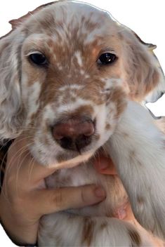 a close up of a person holding a dog