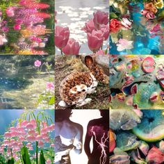 a collage of flowers, plants, and animals in different pictures with the same color scheme