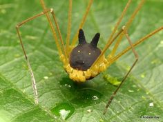 a close up of a spider on a leaf with yellow and black stripes around its body