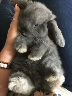 a person holding a gray rabbit in their lap and wearing a bracelet on it's wrist