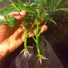 a hand holding a plant with green stems