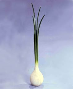 a tall white vase with two green stems sticking out of it's sides on a blue background