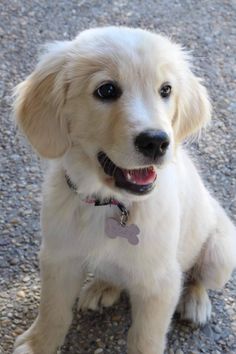 a small white dog sitting on top of a gravel road