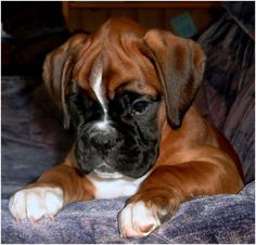 a brown and white dog sitting on top of a couch next to a blue pillow