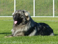 a large dog laying on top of a lush green field next to a white fence