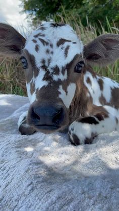 a brown and white cow laying on top of a blanket