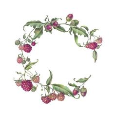 an illustration of berries and leaves arranged in a circle