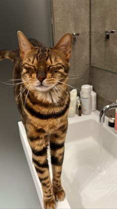 a cat standing on top of a bathroom sink