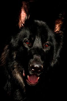 a large black dog with its tongue out