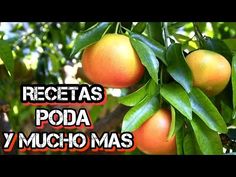 some oranges hanging from a tree with the words recetas poda y mucho mas