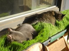 two cats are laying in the grass near a window