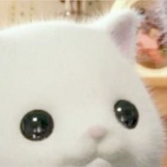 a close up of a white cat with black eyes