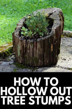 a tree stump with the words how to hollow out tree stumps