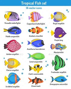 tropical fish set in various colors and sizes