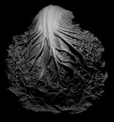 a black and white photo of a leaf in the middle of it's image