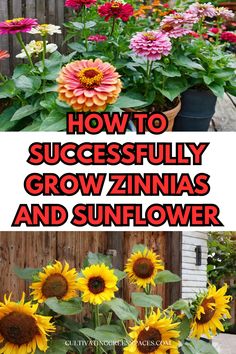 sunflowers growing in pots with the words how to successfully grow zinnas and sunflower