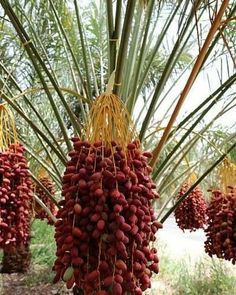 the fruit is hanging from the palm tree in the field and ready to be picked