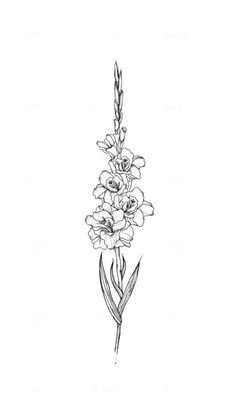 gladiolus flower line art tattoo design Flower Line Art Tattoo, Line Art Tattoo Design, Gladiolus Flower Tattoos, Flower Leg Tattoos, Gladiolus Tattoo, Art Tattoo Design, Pencil Tattoo, Black Line Tattoo, Line Art Tattoo