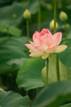 a large pink flower sitting on top of a green leaf covered field next to water lilies